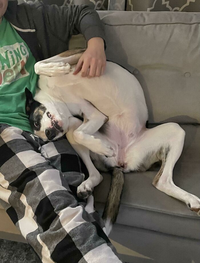 How My Dog Sits On The Couch With My Husband Every Night