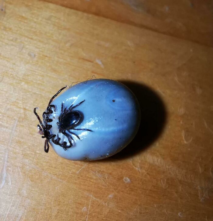 Small Tick Sucking On A Big One