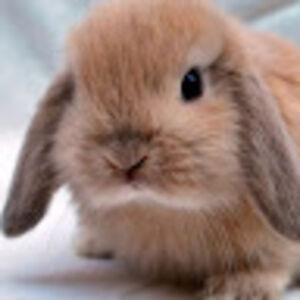 obadiayahvondrashek avatar