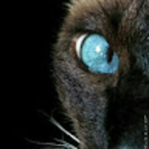 vishantbothra avatar