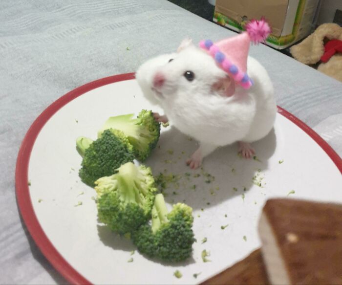 White hamster eating vegetable