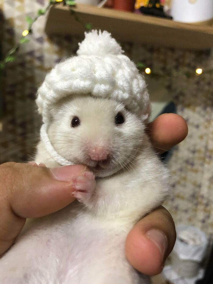 White hamster with white had