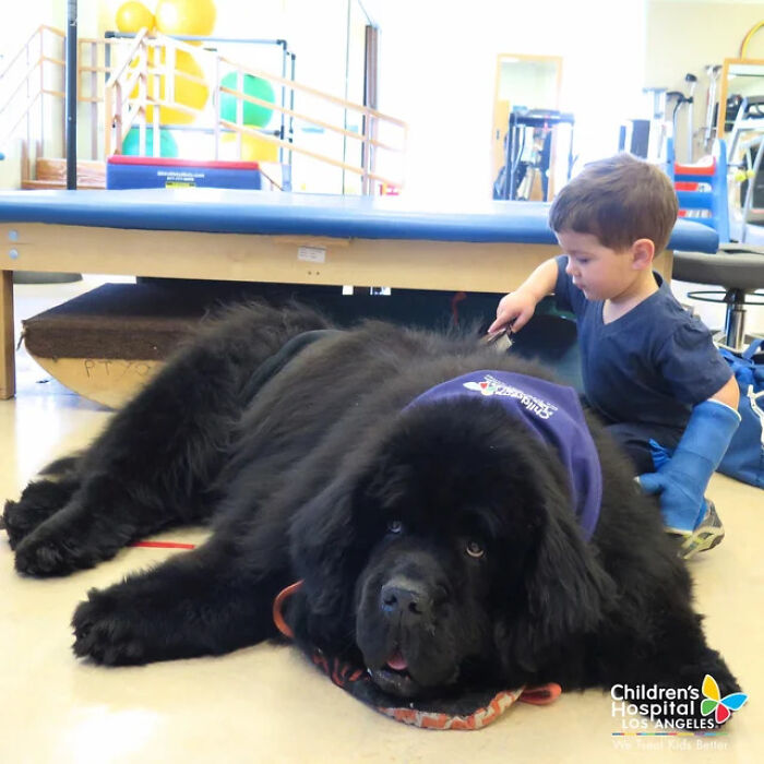 Conozcan a Bonner, el mejor perro de terapia del Hospital Infantil de Los Ángeles