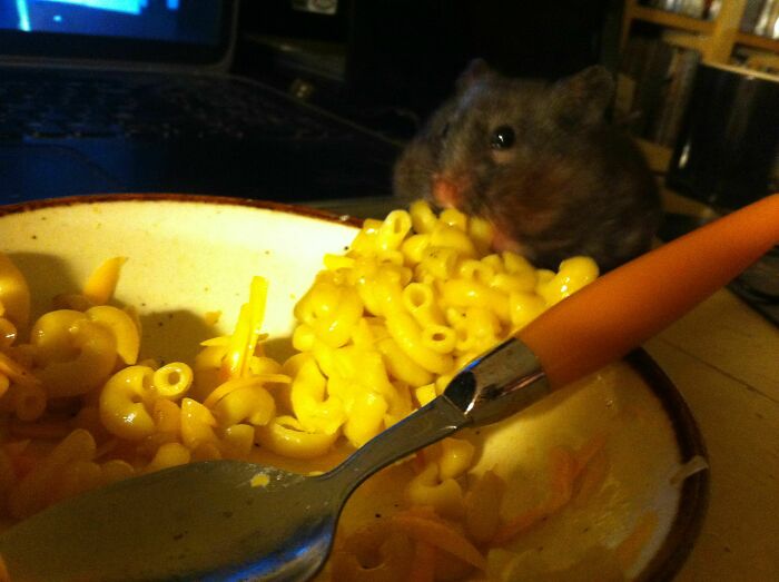 Hamster eating mac and cheese