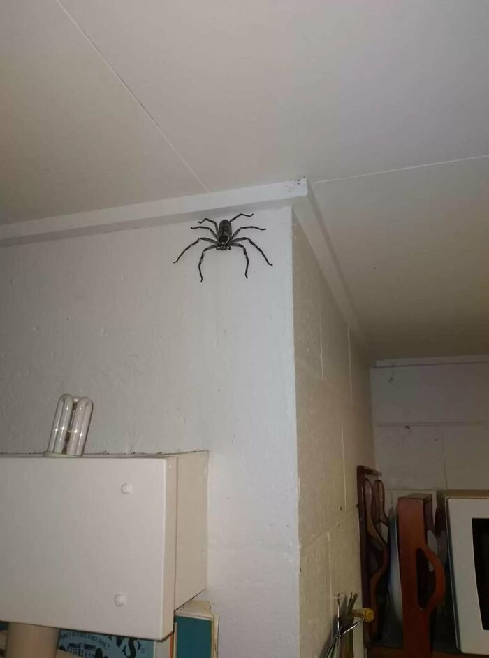 Absolute Unit Of A Spider