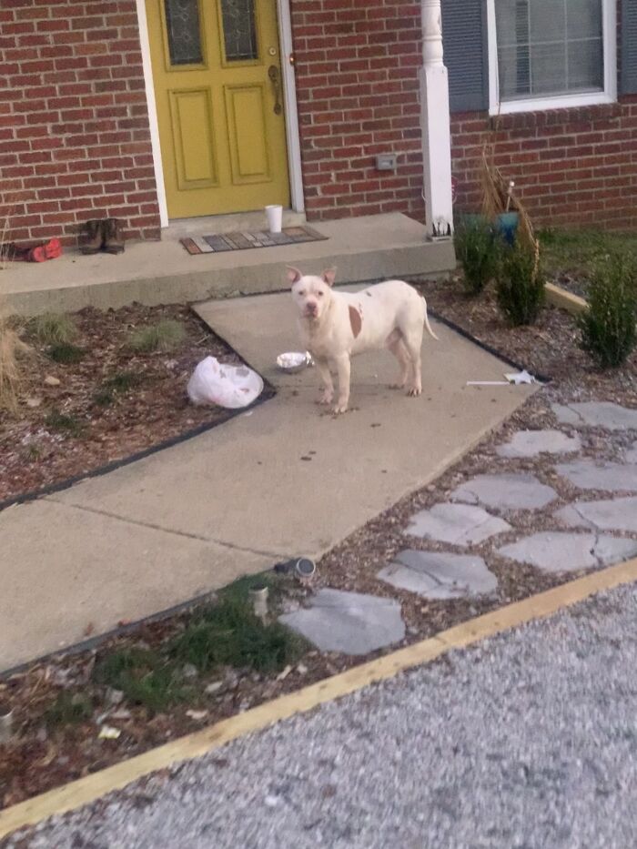 This Dog Ate My Neighbor's Food Delivery