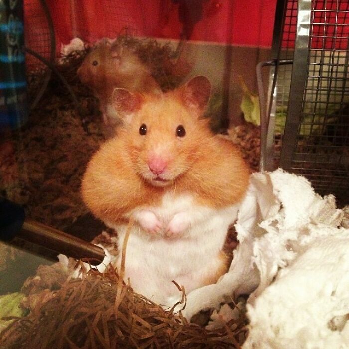 Brown hamster standing and looking