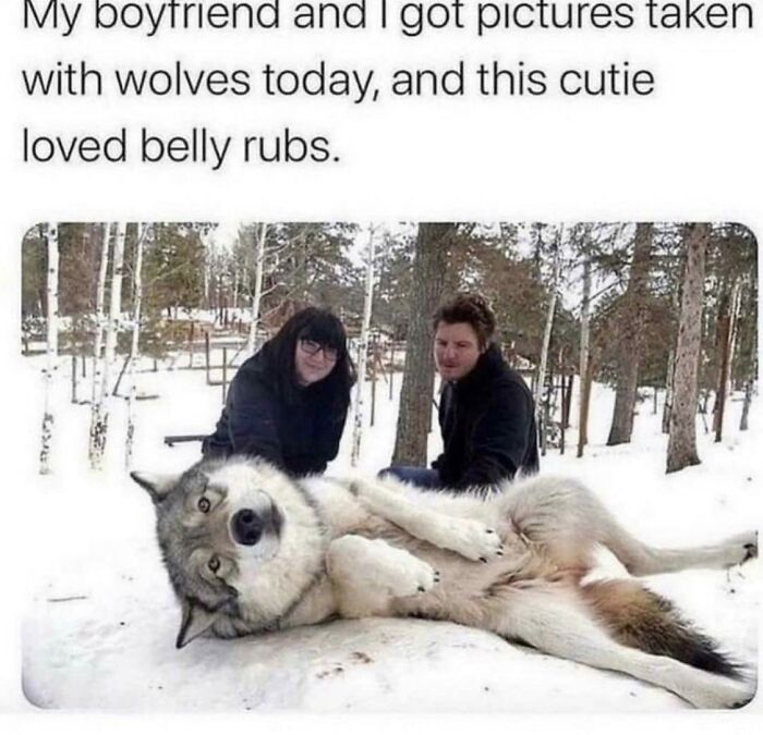 This Wolf