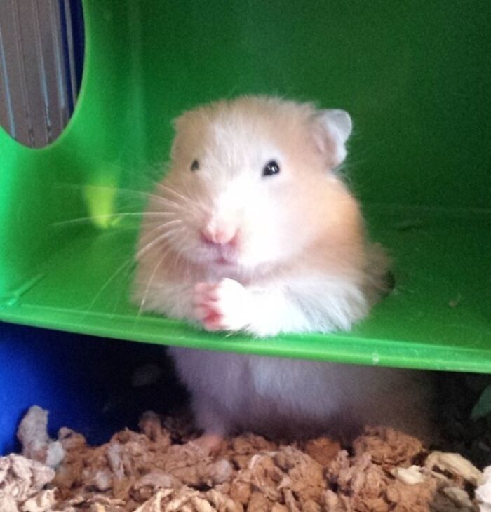 So My Friends Hamster Thinks He's The Don