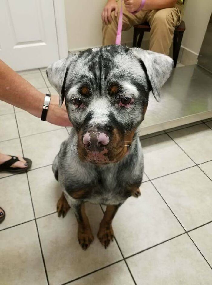 This Rottweiler With Vitiligo Is Gorgeous