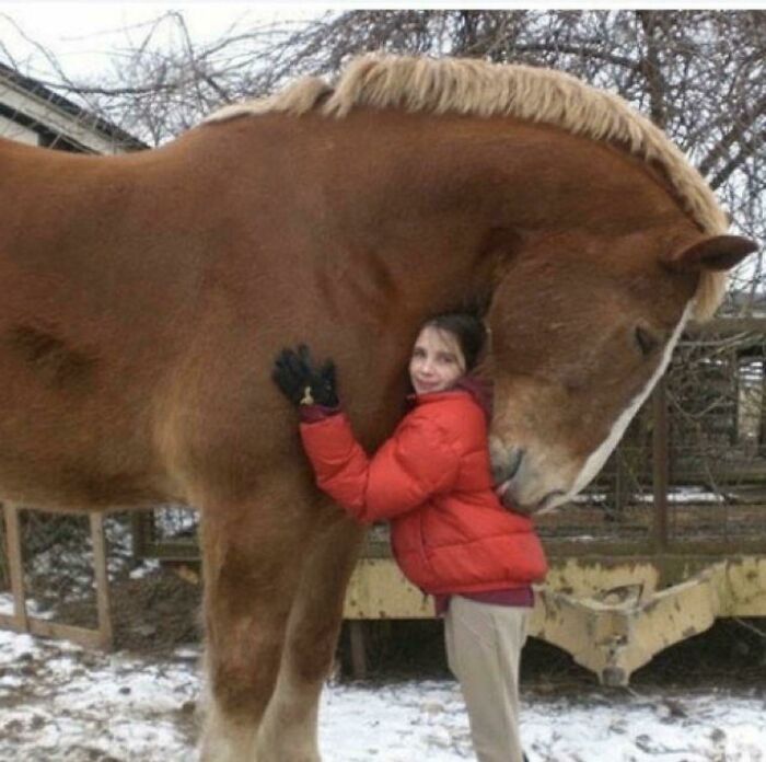 Absolute Unit Of A Horse!