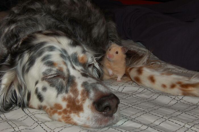 Dog sleeping and brown hamster watching