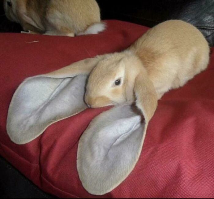 ¡Este conejo tiene una unidad absoluta de orejas!