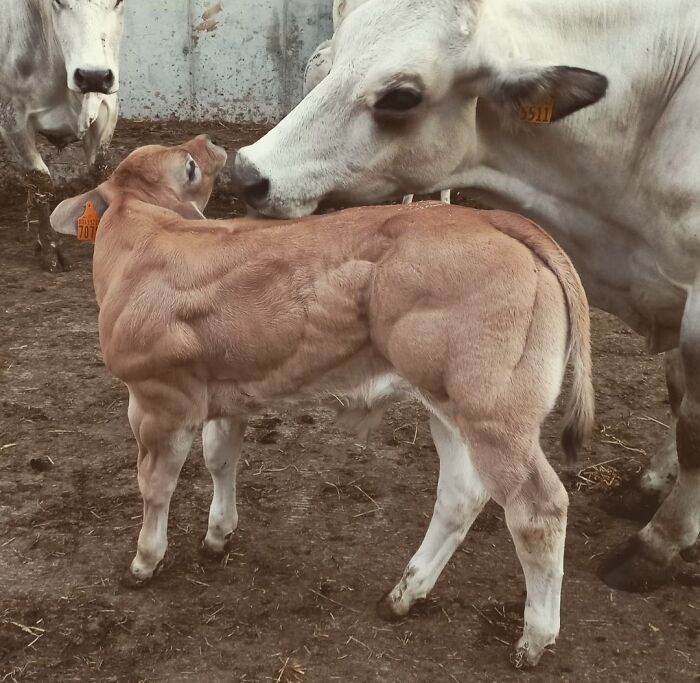 This Absolute Unit Of A Calf Has Hit The Juice Young
