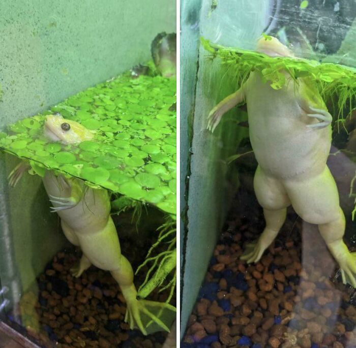 This Frog’s Thicc Thighs