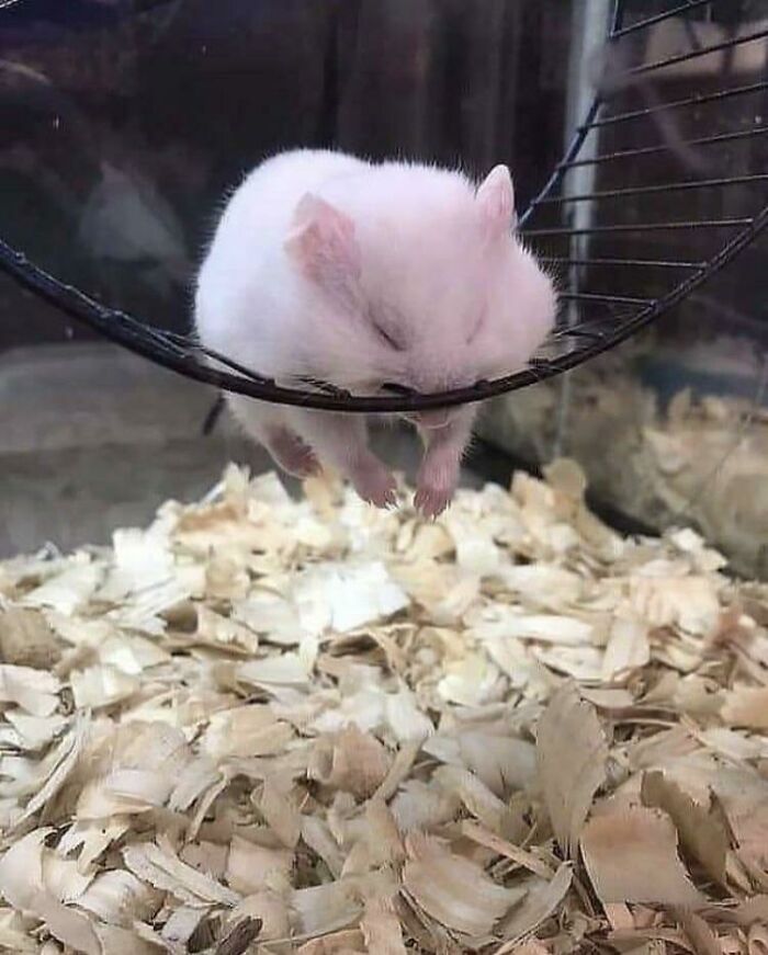 White hamster tired sleeping