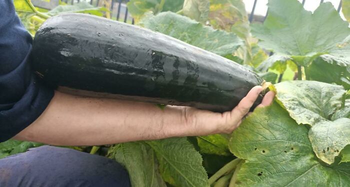 Finally Found A Sub To Post My Zucchini In!