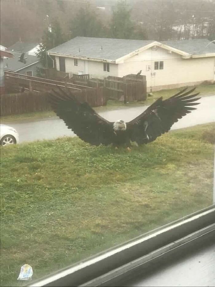 Esta águila vista en Alberta, Canadá