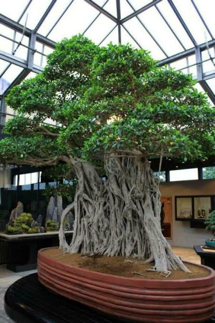 The World's Oldest Bonsai Tree - Over 1000 Years Old