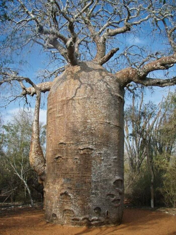Esta unidad absoluta de un baobab puede contener 120.000 litros de agua