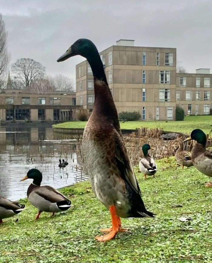 El pato de collar más alto de la historia es conocido como "Long Boi". Vive en el campus de la Universidad de York, Inglaterra. Mide poco más de 1 metro de altura