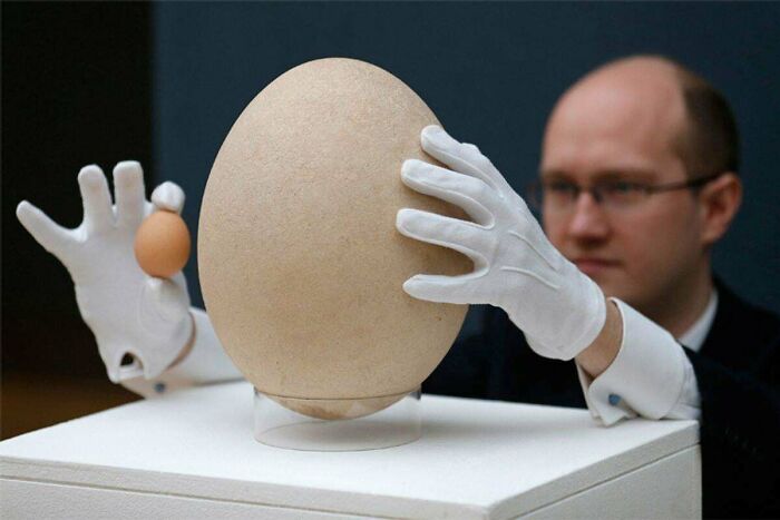 Absolute Unit Of An Egg From The Extinct Elephant Bird - Sold For $100k At Auction