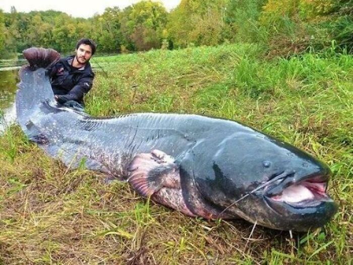 Absolute Unit Of A Catfish!