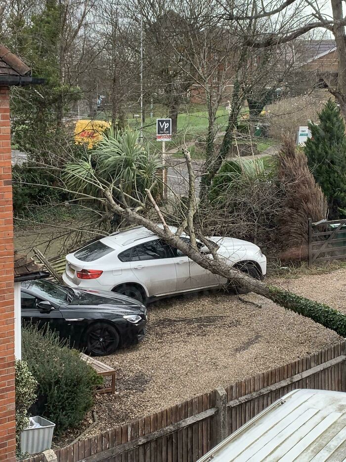 What Happens If Your Tree Hits A Neighbor's Car?