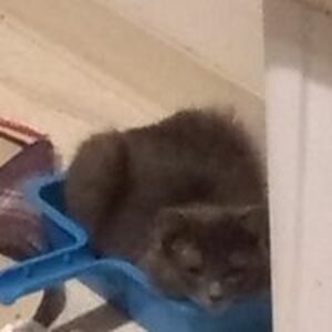 sissy_streeter avatar