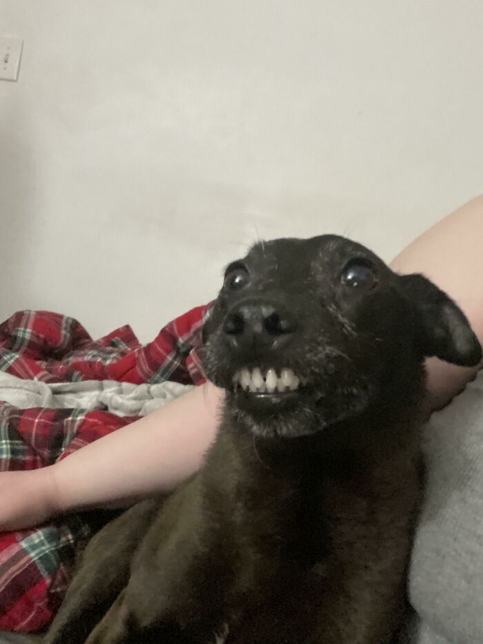My Mil’s Dog Was Being Needy One Morning And Made This Face