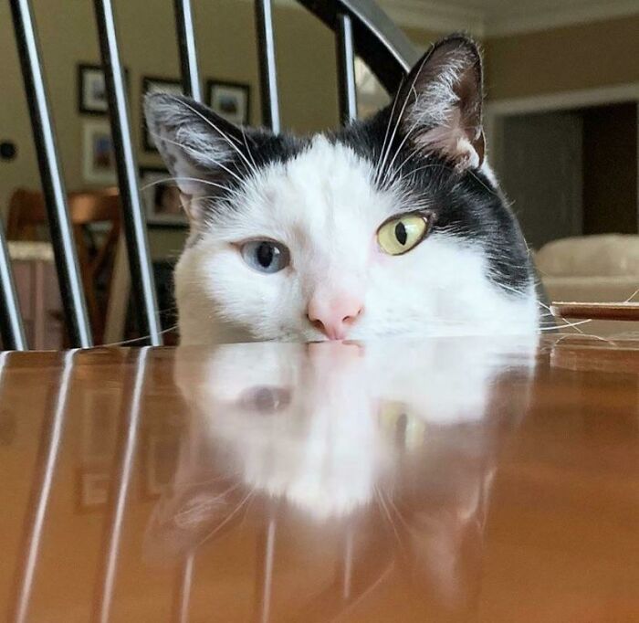 My Cat’s Heterochromia