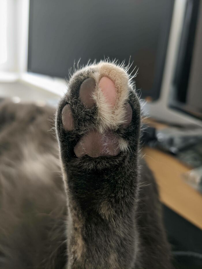 My Cat's Paw Is Pink Where Her Hairs Are White