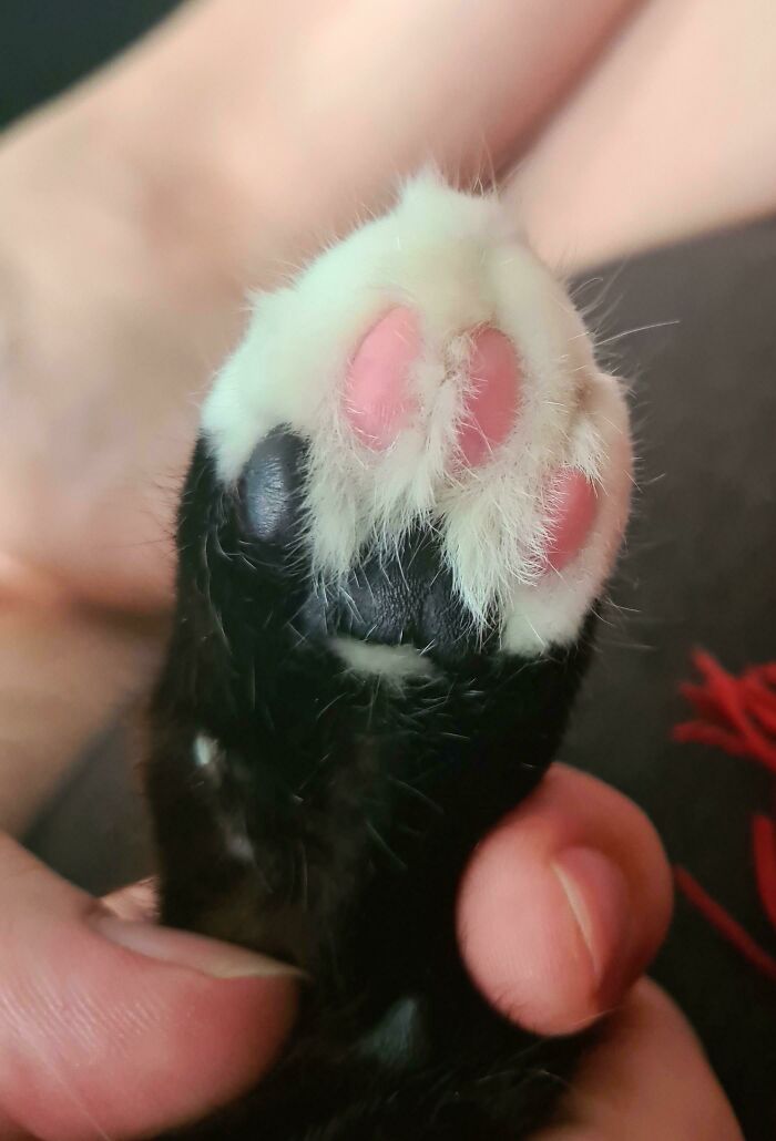 My Cat's Paw Beans Are Multicolored Depending On The Fur