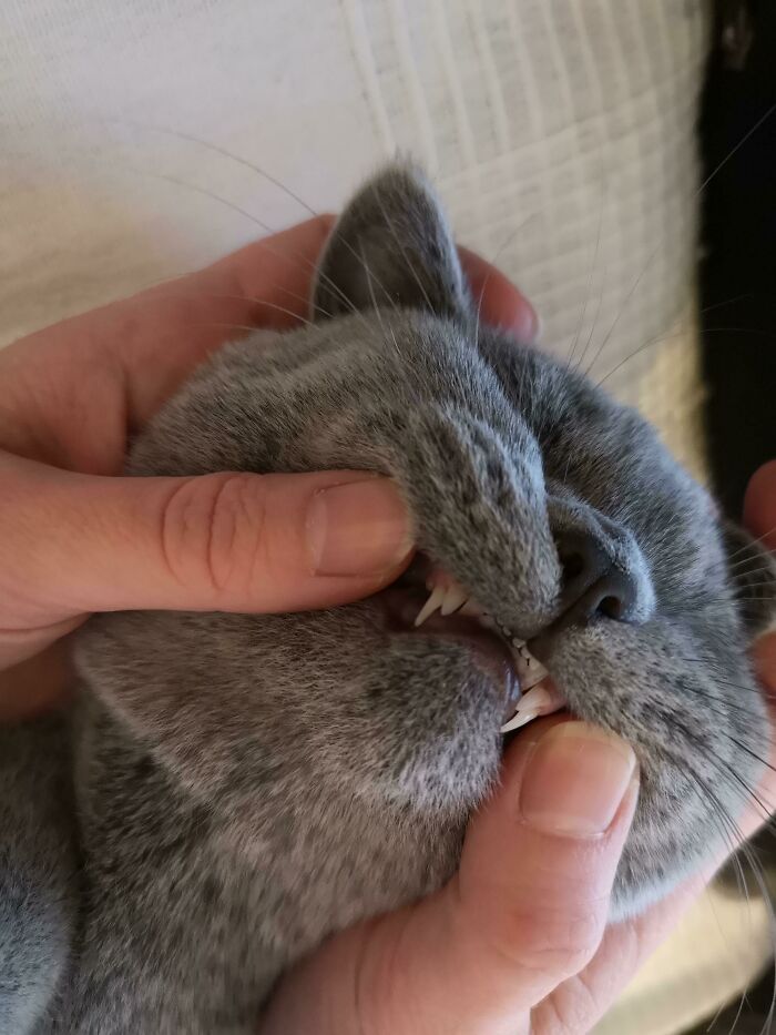 Our Cat Has 4 Teeth (He's Fine, We've Been To The Vet)