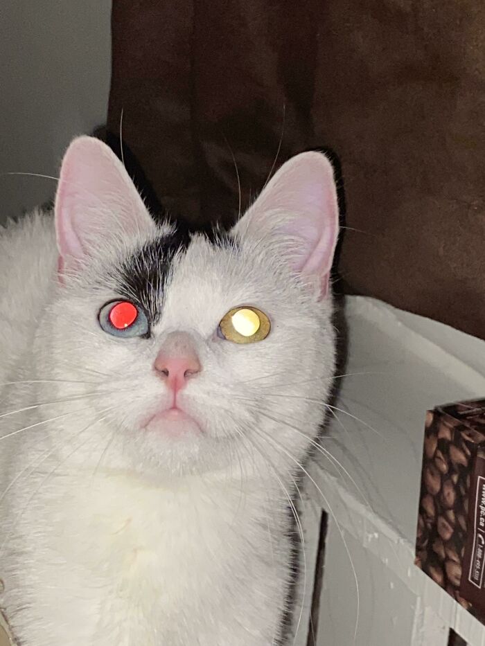 My Cat's Eyes Glow Different Colors Under Flash Since She Has Heterochromia