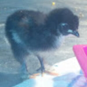 chickenchaser avatar