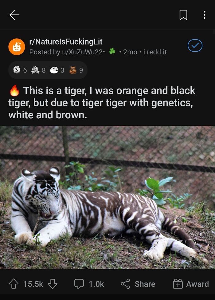 Ah Yes, The Famous 'White And Brown Tiger Tiger'