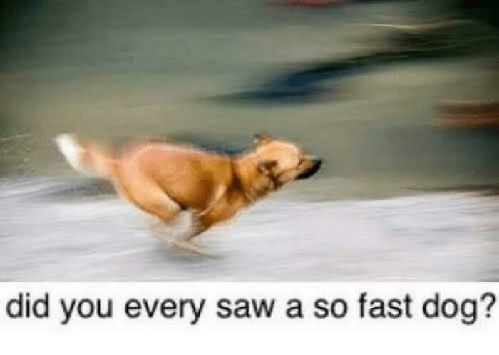 Did You Every Saw A So Fast Dog?