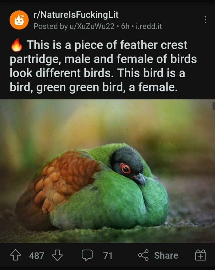 This Bird Is A Bird
