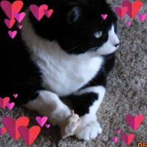 texfroggygirl avatar