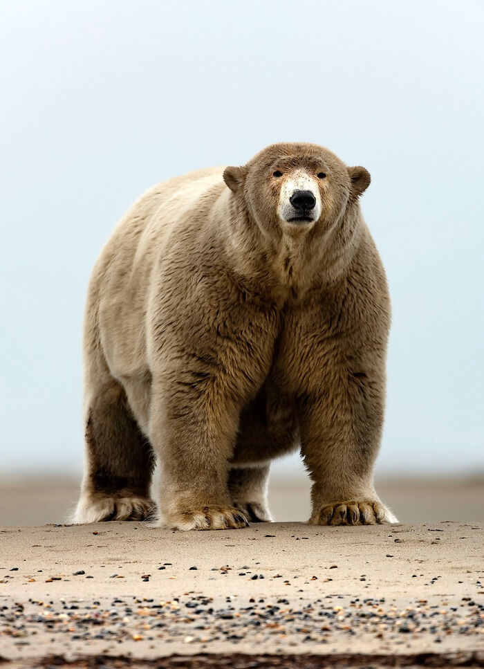 Big Boy Polar Bear On Barter Island, Alaska