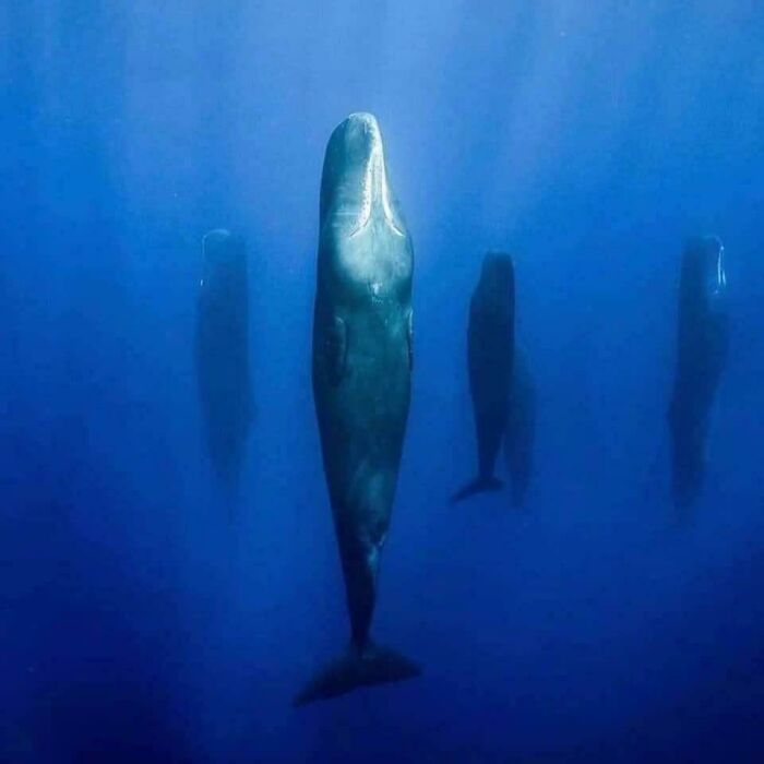 A Pod Of Sperm Whales Sleeping In The Middle Of The Open Ocean