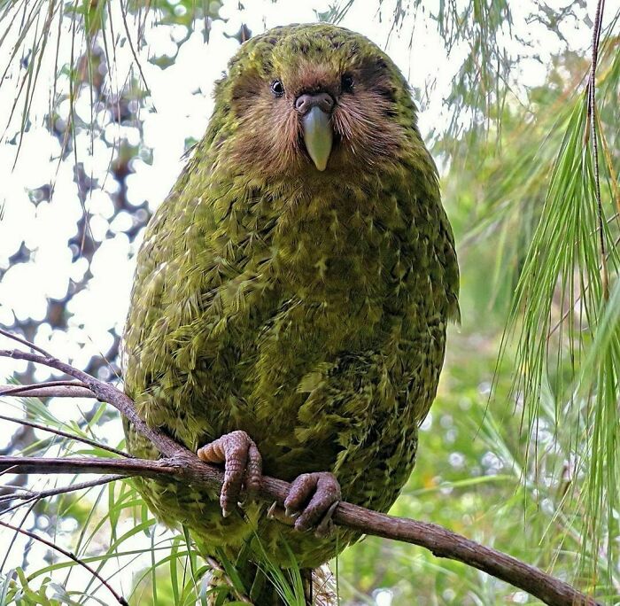 The Kakapo Also Known As The Owl Parrot, Is The Only Non-Flying Member Of Its Species Alive Today
