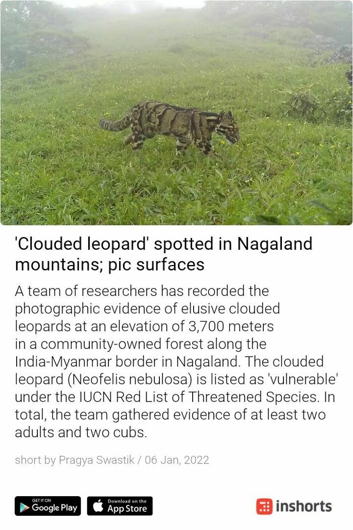 Clouded Leopard Spotted In Nagaland, India