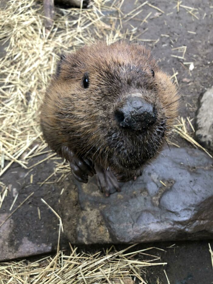 Beavers Are A Keystone Species, Meaning They Have A Large Impact On Their Environment