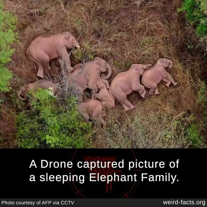 Sleeping Elephant Family , Rare Visuals