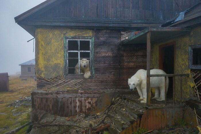 Polar Bears Have Taken Over An Abandoned Meteorological Station On Kolyuchin Island In The Russian Arctic