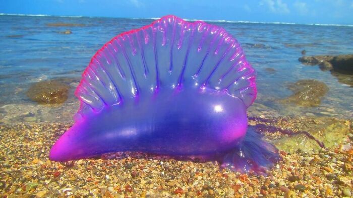 This Is A Man-O-War. It Looks Pretty But It's Deadly. They Are Equipped With Long, Venomous Tentacles That Deliver A Nasty Sting Which Is Known To Be Fatal