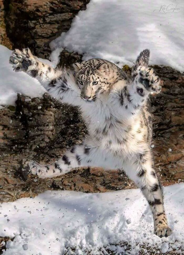 Adorable pero mortal, leopardo de las nieves en acción