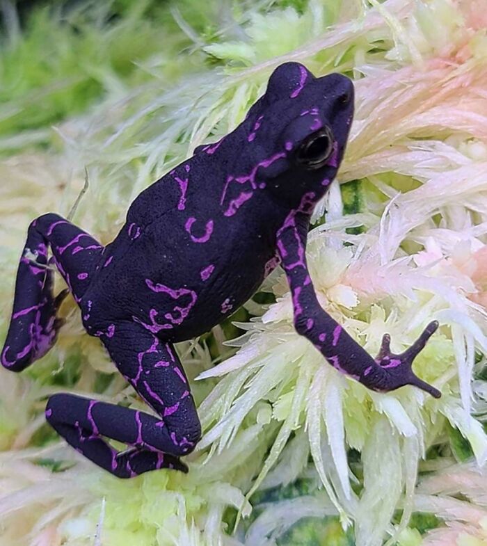 Purple Toad!!! “Atelopus Barbotini”